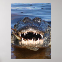 Alligator Mississipiensis