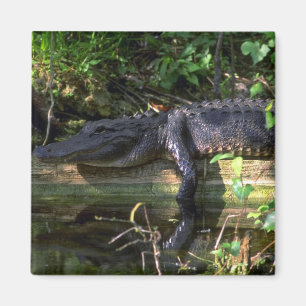 Alligator Nachmittag, Everglades, Florida Magnet