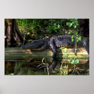 Alligator Nachmittag, Everglades, Florida Poster
