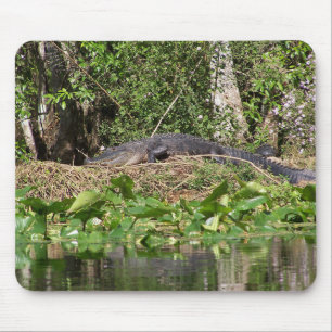 Alligator Nahaufnahme Zoom Bild Mousepad