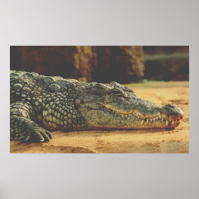 Alligator Poster (Vorne)