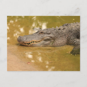 Alligator Postkarte