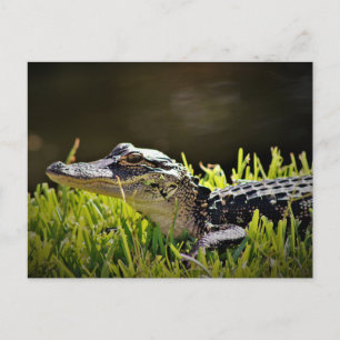 Alligator Postkarte