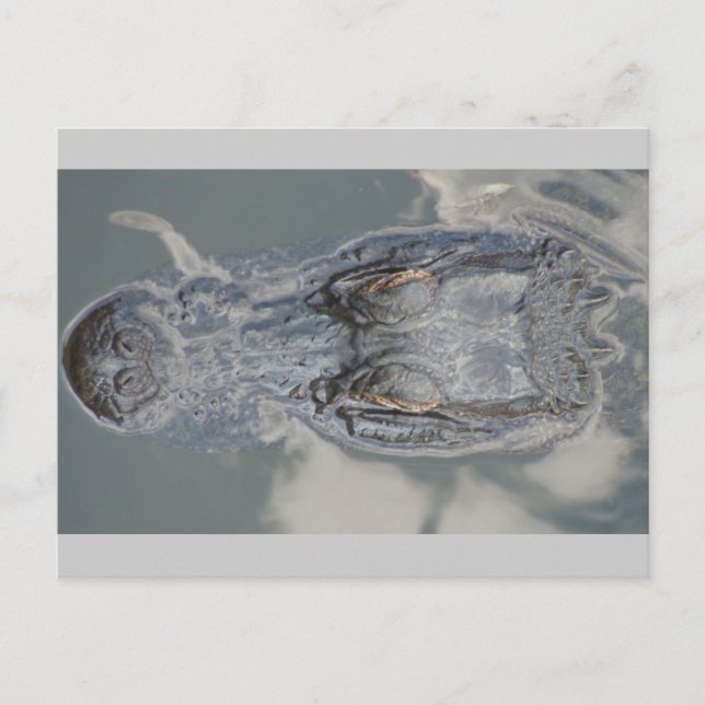 Alligator Postkarte (Vorderseite)