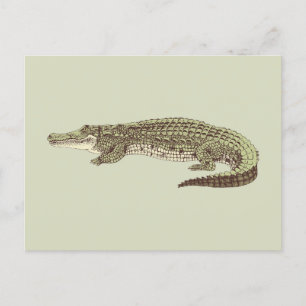 Alligator Postkarte