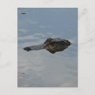 Alligator Postkarte