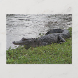 Alligator Postkarte