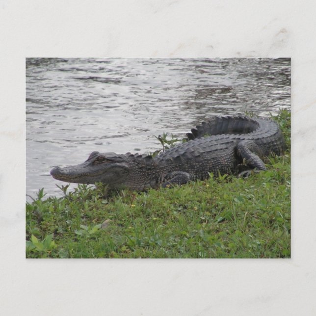 Alligator Postkarte (Vorderseite)
