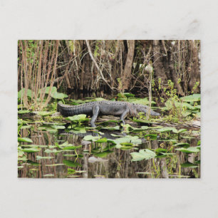 Alligator Postkarte