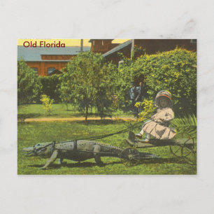 ALLIGATOR POWER, Alte Florida Postkarte