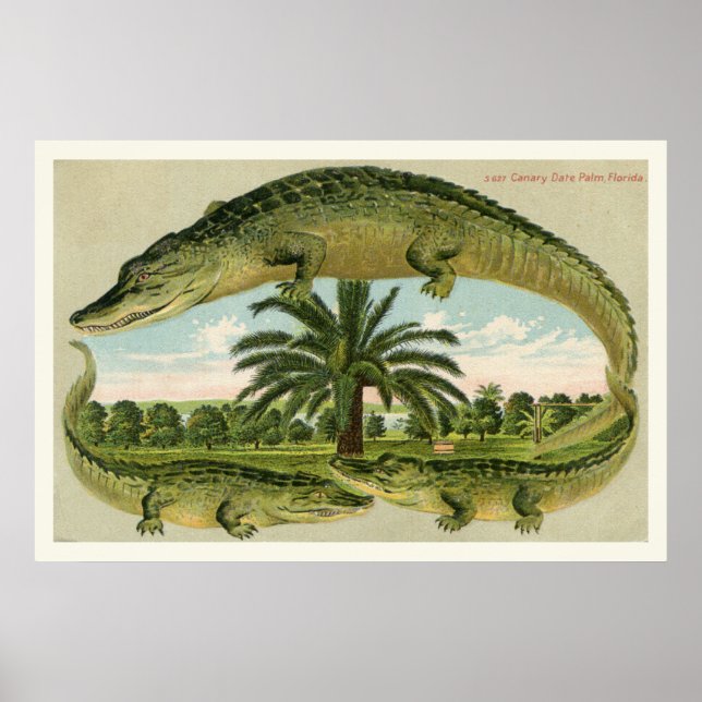 Alligator Print 1 Poster (Vorne)