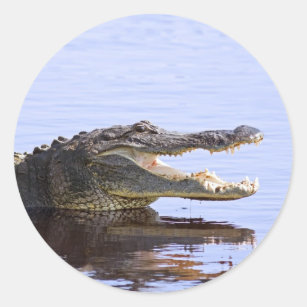 Alligator Runder Aufkleber