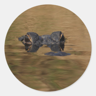 Alligator Runder Aufkleber