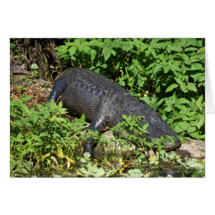 Alligator Silver River