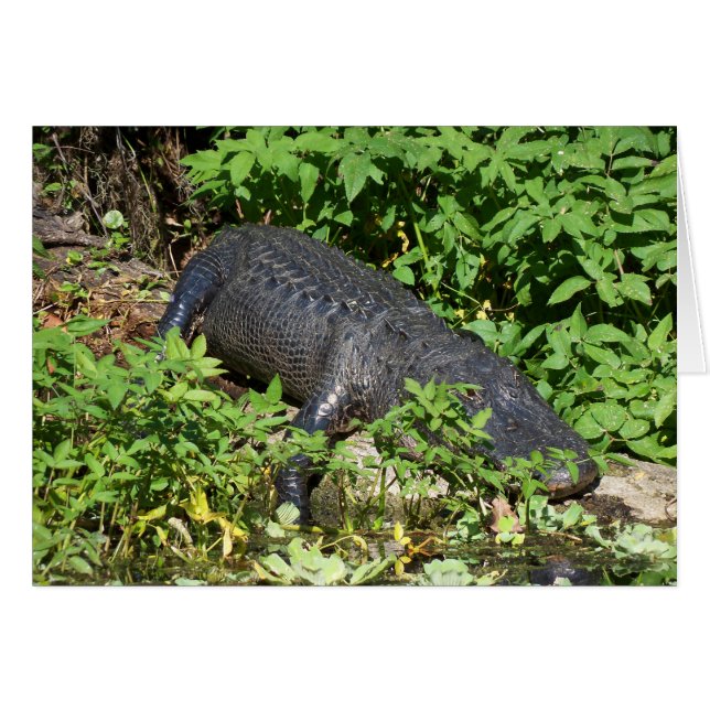 Alligator Silver River (Vorderseite (Horizontal))