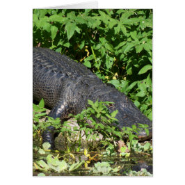 Alligator Silver River