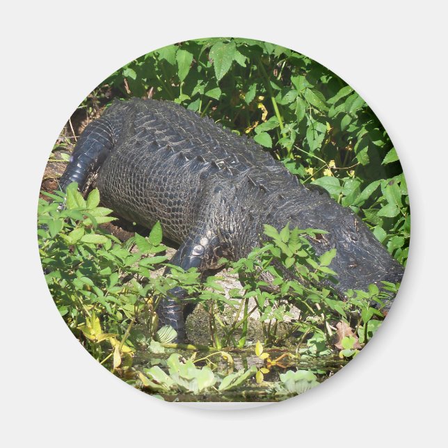 Alligator Silver River Magnet (Vorne)