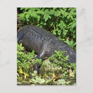 Alligator Silver River Postkarte