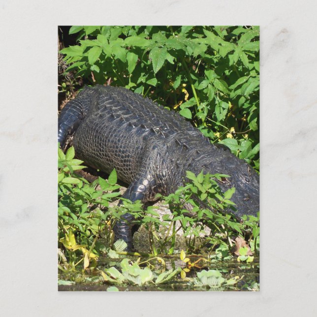 Alligator Silver River Postkarte (Vorderseite)
