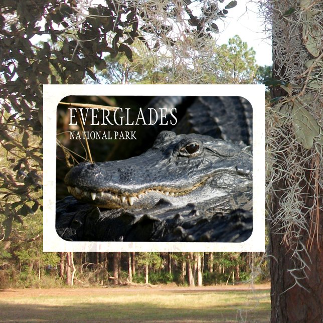 Alligator Smile, Everglades National Park, Florida Magnet (Von Creator hochgeladen)