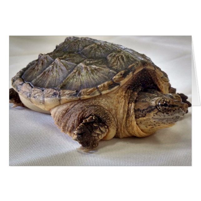 Alligator Snapping Turtle (Vorderseite (Horizontal))