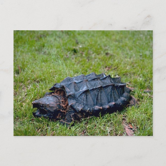 Alligator Snapping Turtle Postkarte (Vorderseite)