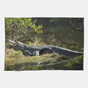 Alligator sonnt sich an einem Sumpfufer in Florida Handtuch