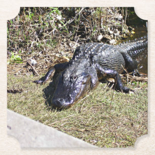 Alligator sonnt sich neben den Feuchtgebieten Flor Untersetzer
