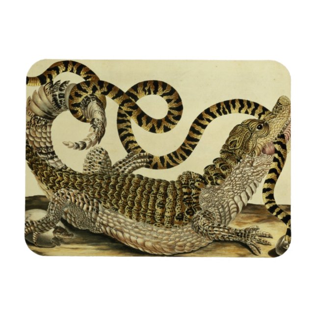 Alligator und Schlange, 1730 (farbige Gravur) Magnet (Horizontal)