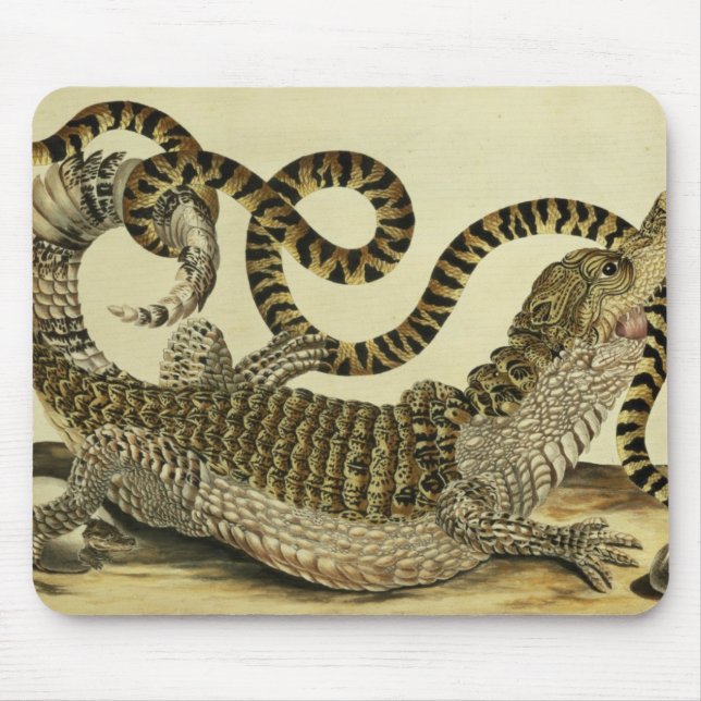 Alligator und Schlange, 1730 (farbiger Stich) Mousepad (Vorne)