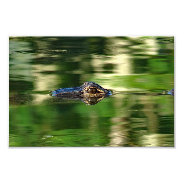 Alligator unter Wasser Fotodruck (Vorne)