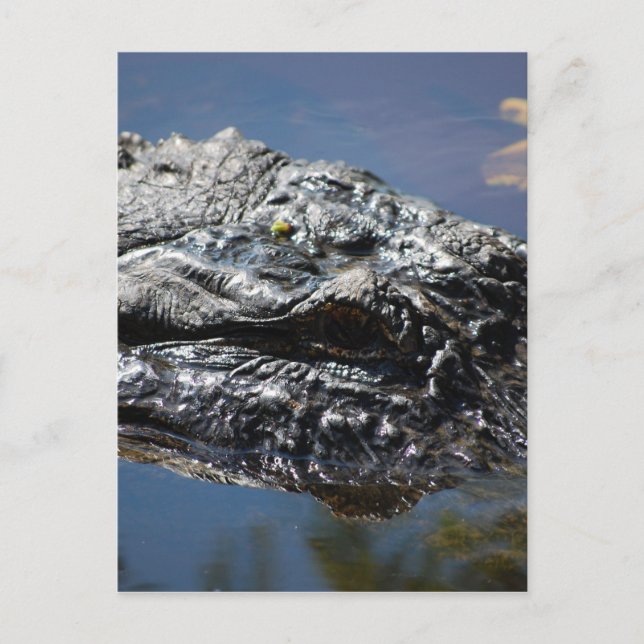 Alligator von North Carolina Postkarte (Vorderseite)
