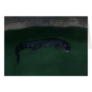 Alligator ~ Was ist im Dunkeln?