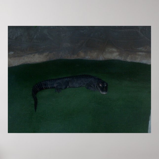 Alligator ~ Was ist im Dunkeln? ~ Poster / Print (Vorne)