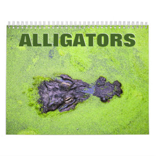 Alligatoren 2022-Mauer-Kalender Kalender