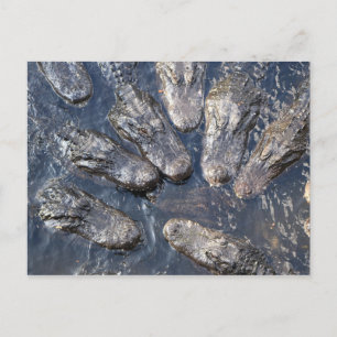 Alligatoren #5 postkarte