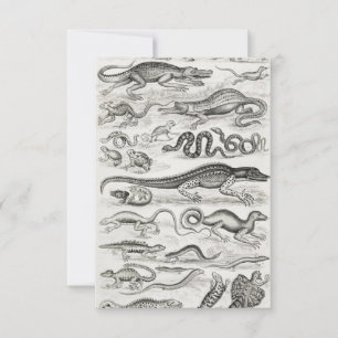 Alligatoren für Schwarzweißschildkröten RSVP Karte