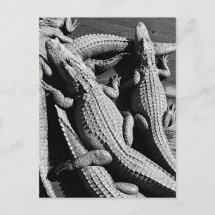 Alligatoren Postkarte