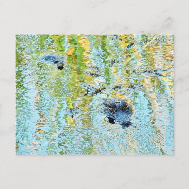Alligatoren Sumpf Postkarte (Vorderseite)