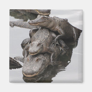 Alligatorfamilien-Wiedersehen Magnet