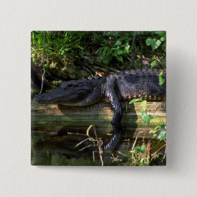 Alligatornachmittag, Sumpfgebiete, Florida Button (Vorderseite)