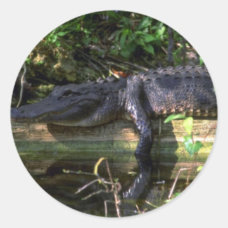 Alligatornachmittag, Sumpfgebiete, Florida Runder Aufkleber