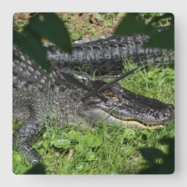 Alligatorsonnen Quadratische Wanduhr (Vorderseite)