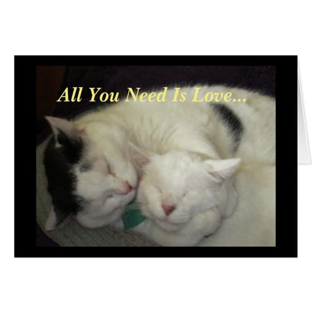 Allis u. Abbie die Katzen alle, die Sie benötigen, (Vorderseite (Horizontal))