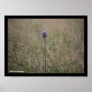 Allium, Allium Ampeloprasum, Wilder Lauch Poster