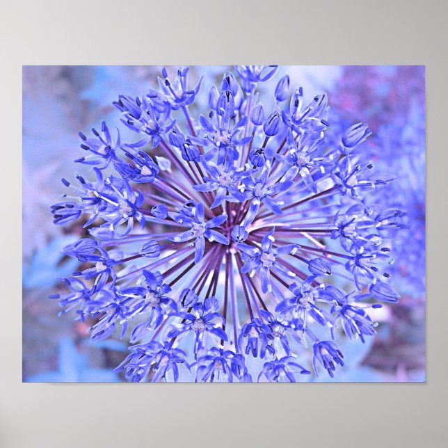Allium Blume Blue Poster (Vorne)