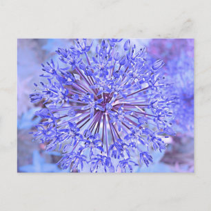 Allium Blume in Blau Postkarte