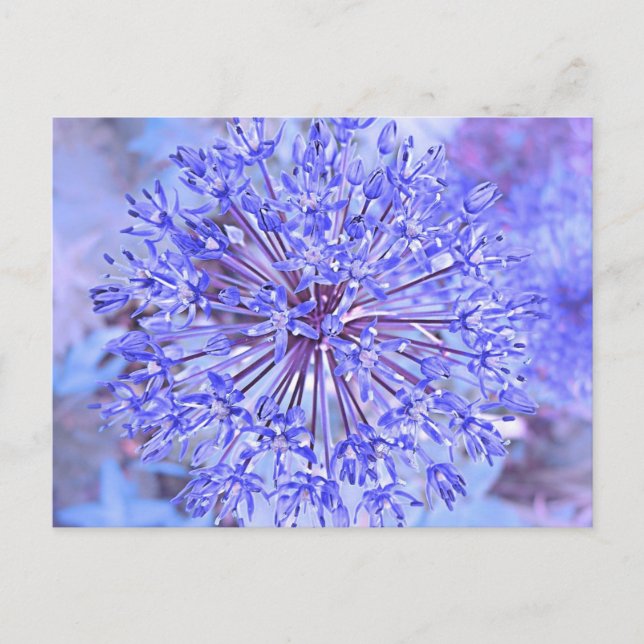 Allium-Blume in Blau Postkarte (Vorderseite)