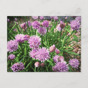 Allium-Blume Postkarte