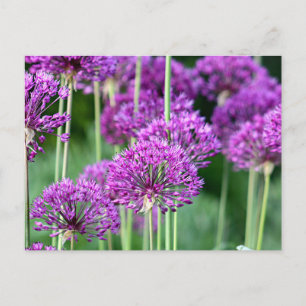 Allium-Blume Postkarte